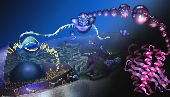 اختبار الحمض النووي: خطوات لتأجيل المرض