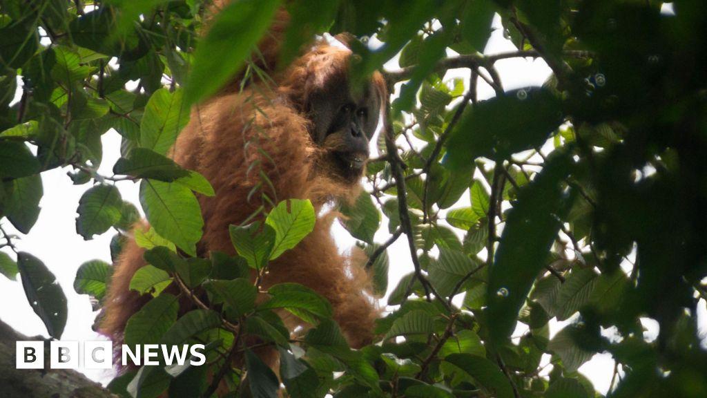 تتزايد المخاوف من أن فيضانات سومطرة قد قضت على أندر قردة في العالم صحوة سياسية